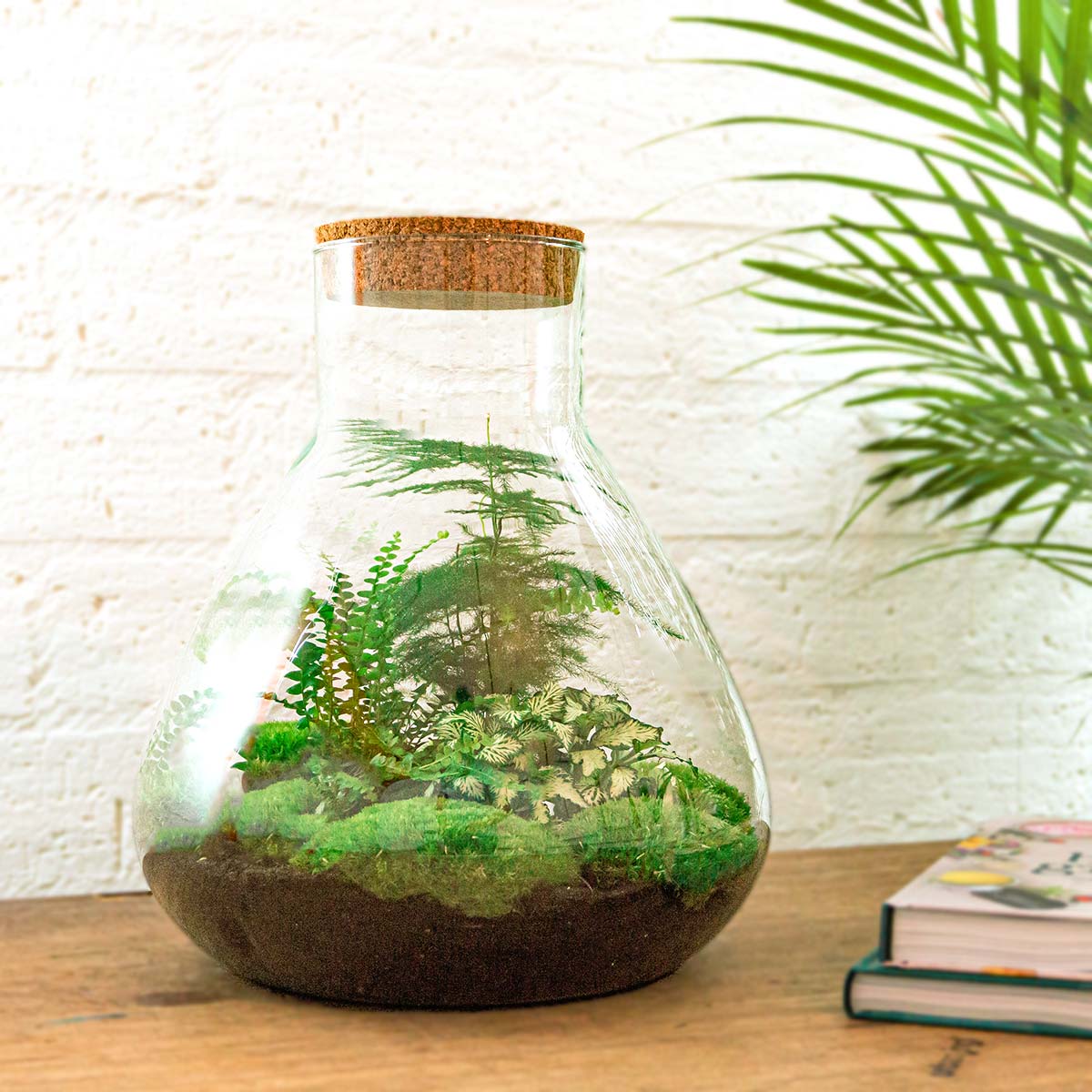 DIY Bottle Garden Kit Sam XL 35 cm Glass Terrarium with Plants - Afanaya